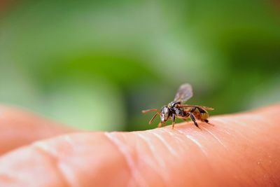 Macro shot of fly on human skin