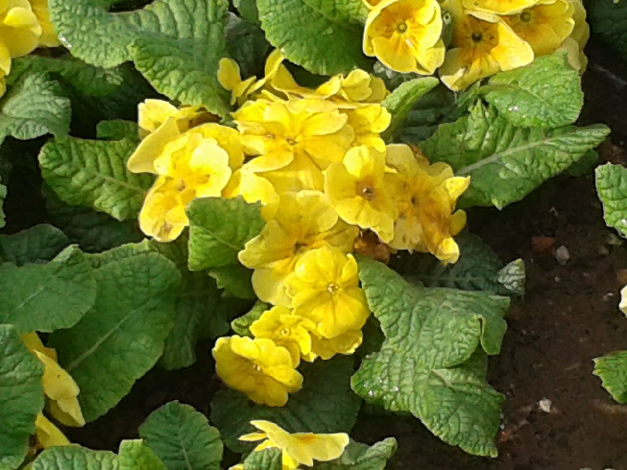 yellow, flower, freshness, leaf, fragility, petal, growth, beauty in nature, flower head, plant, nature, green color, blooming, high angle view, close-up, field, in bloom, outdoors, day, season