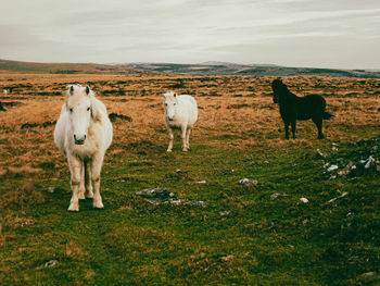 Sheep grazing on field