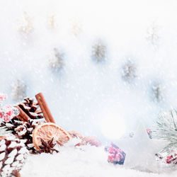 Close-up of snow covered plants against trees