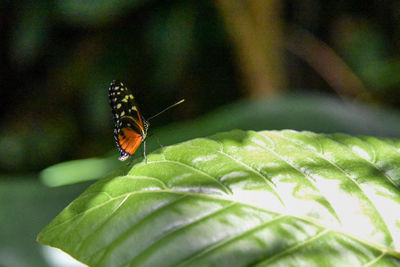 Close-up of butterfly on plant