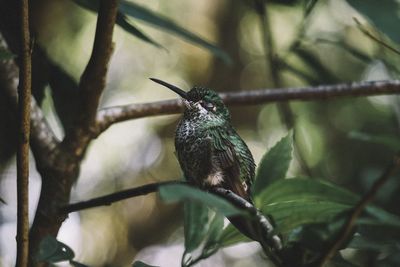 Bird perching on a branch