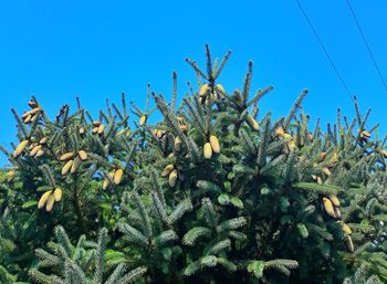 Low angle view of cactus plant against clear blue sky