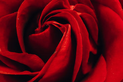 Close-up of red rose