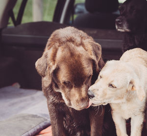 Close-up of puppy