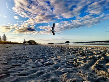 Birds flying over the beach