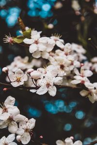 Close-up of white cherry blossom tree