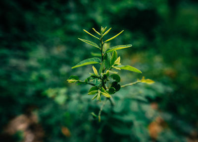 Close-up of small plant