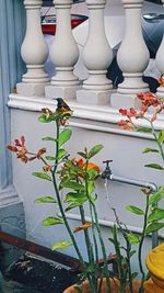 Potted plant on table against white wall