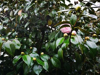 Low angle view of flowering plants on tree