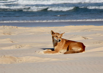 View of a dog on beach
