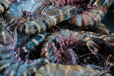 Close-up of fish for sale in market