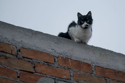 Low angle view of cat on wall