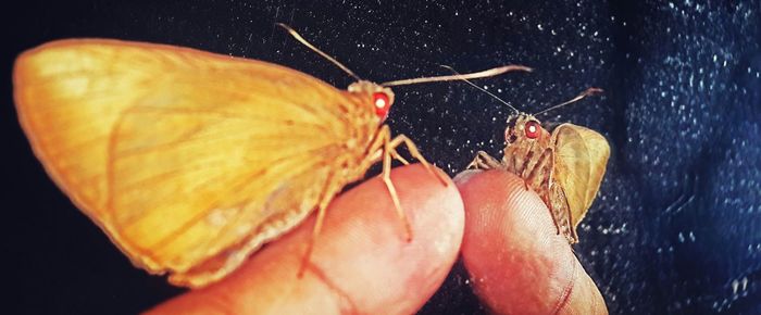 Close-up of butterfly on hand