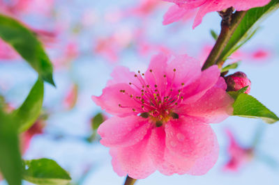 Close-up of pink cherry blossom