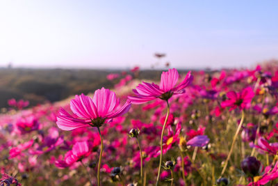 Close-up of pink cosmos flowering plant on field