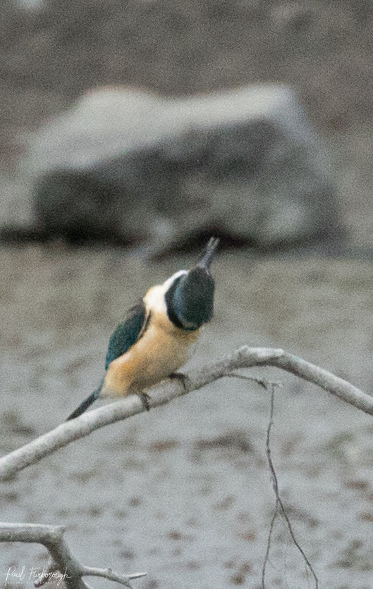 CLOSE-UP OF BIRD PERCHING ON A SNOW