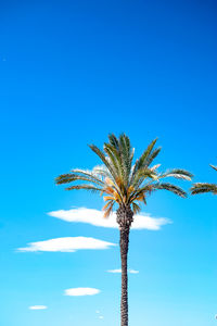 Low angle view of palm tree against clear blue sky