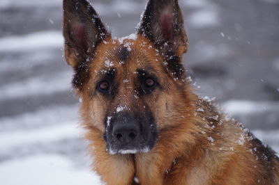 Close-up portrait of dog in snow