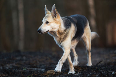 Dog looking away on field