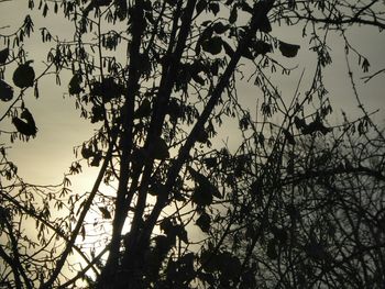 Low angle view of bare tree against sky