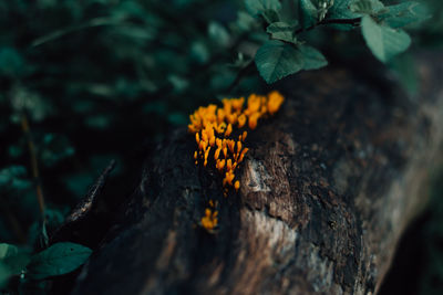 Close-up of lichen on tree trunk