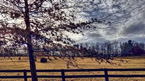 Bare trees on landscape against sky