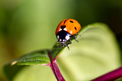 Close-up of ladybug on plant