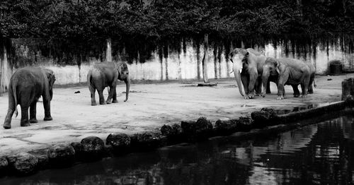 Panoramic view of elephant in lake