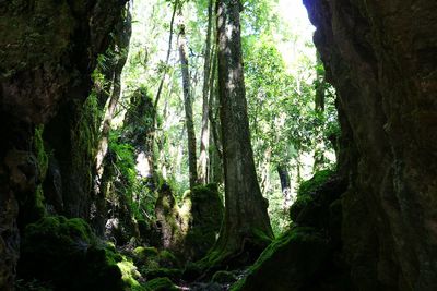 Low angle view of trees in forest