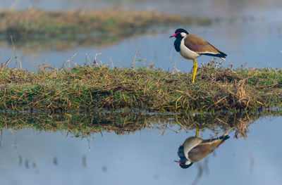 Bird perching on a lake