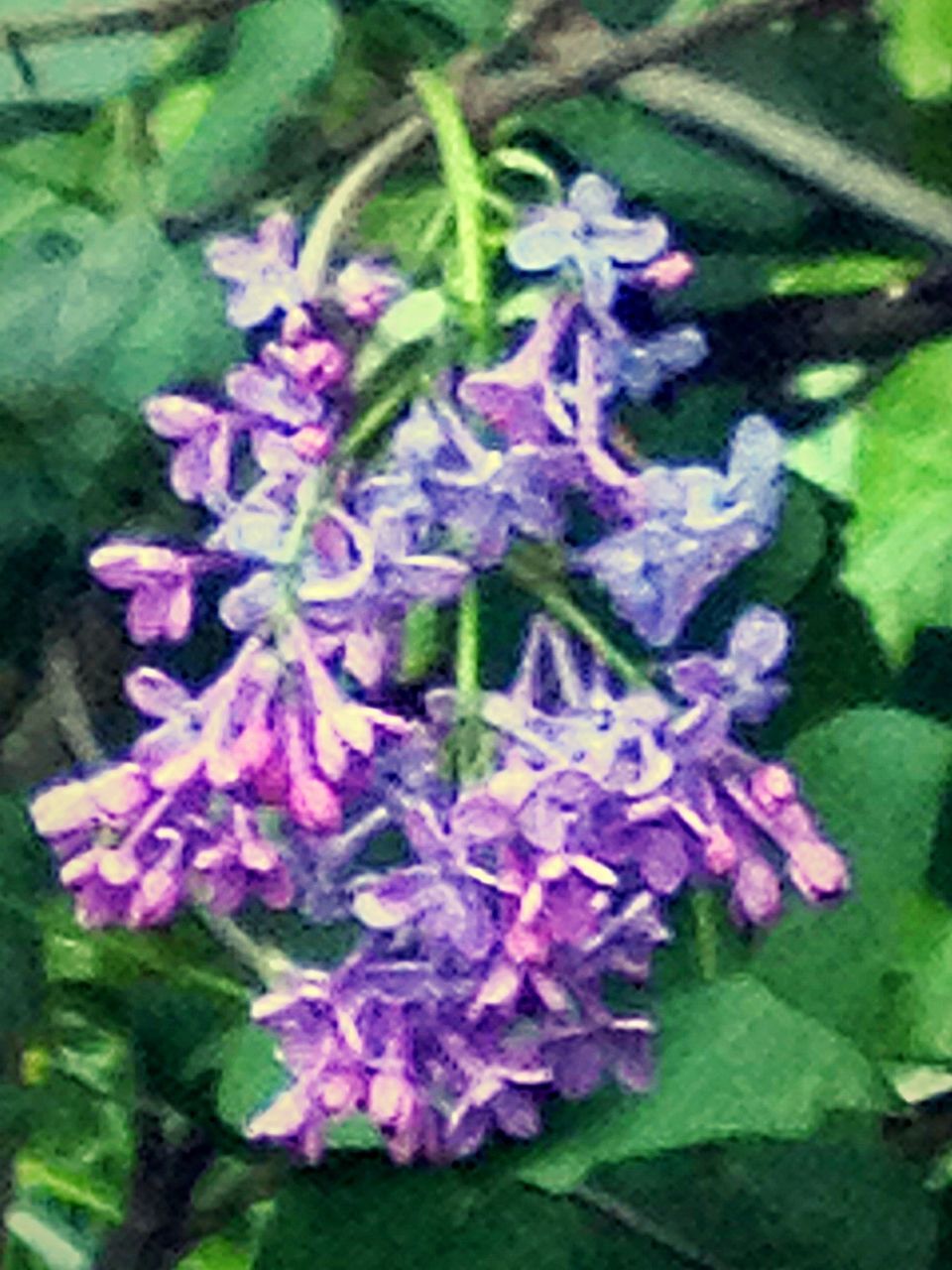 flower, freshness, growth, fragility, leaf, petal, beauty in nature, close-up, plant, nature, purple, flower head, blooming, green color, focus on foreground, pink color, in bloom, park - man made space, outdoors, selective focus