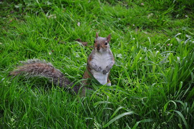 Rabbit on field