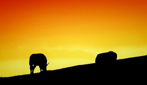 Silhouette of animals at sunset