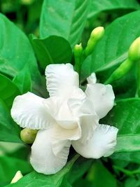 Close-up of white flowers blooming outdoors