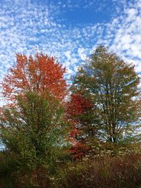 Trees against sky during autumn