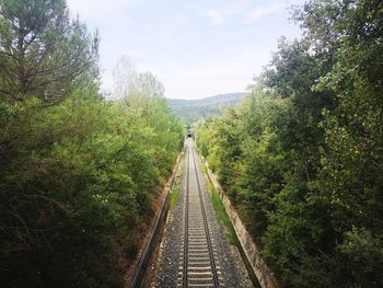 Railroad tracks along trees and plants