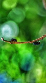 Close-up of insect on leaf