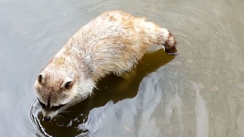 Close-up of sheep in water