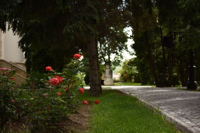 Plants growing on footpath