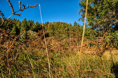 Plants growing on field against clear sky