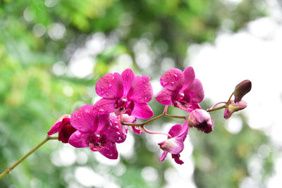 Close-up of pink flowering plant