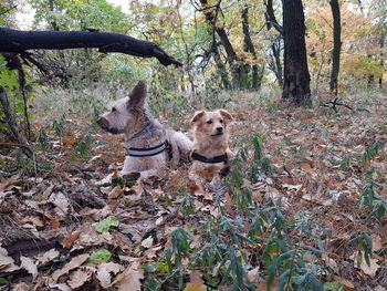 Dog relaxing on field