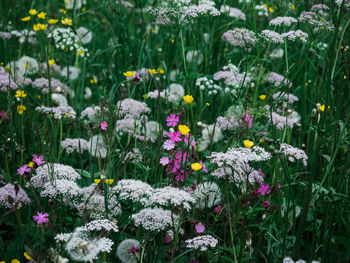 Close-up of flowering plants on field