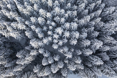 Aerial view of coniferous forest in winter