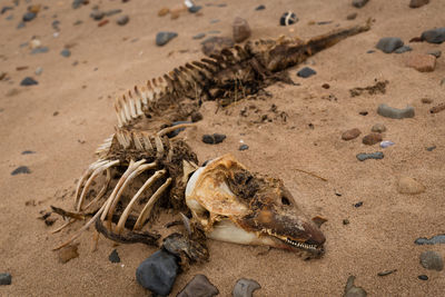 High angle view of dead dolphin skeleton on sand at beach