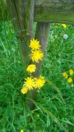 Close-up of yellow flowers