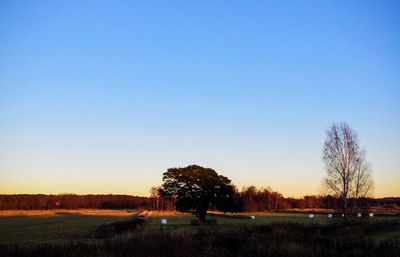 Bare trees on landscape against clear sky at dusk