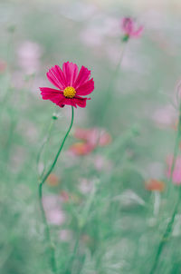 Close-up of pink cosmos flower