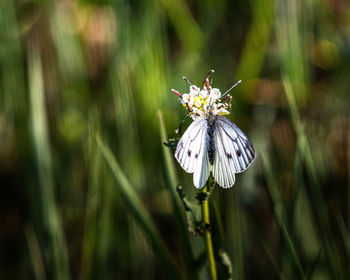 Close-up of insect on flower